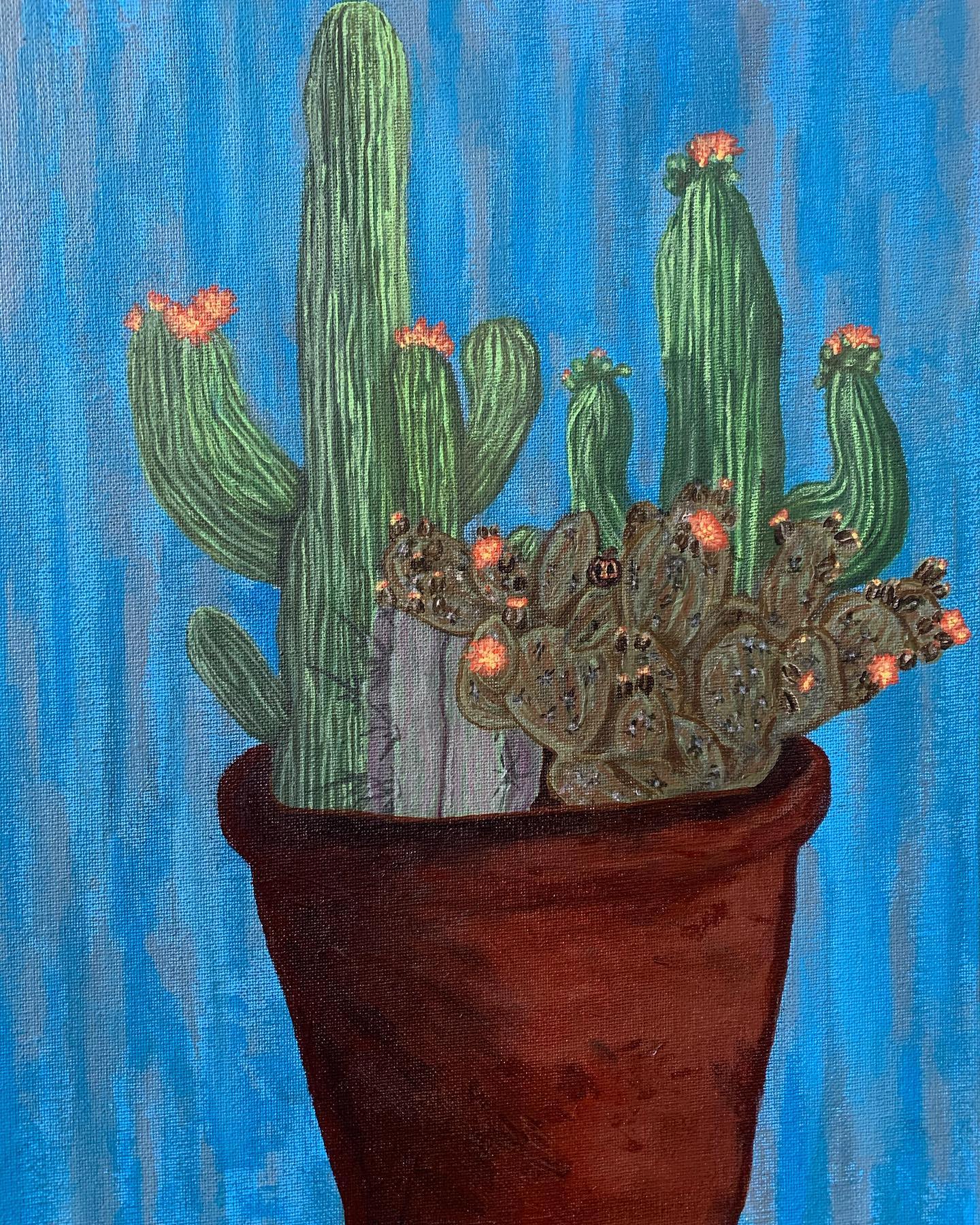 Potted cacti with small flowers against a blue background
