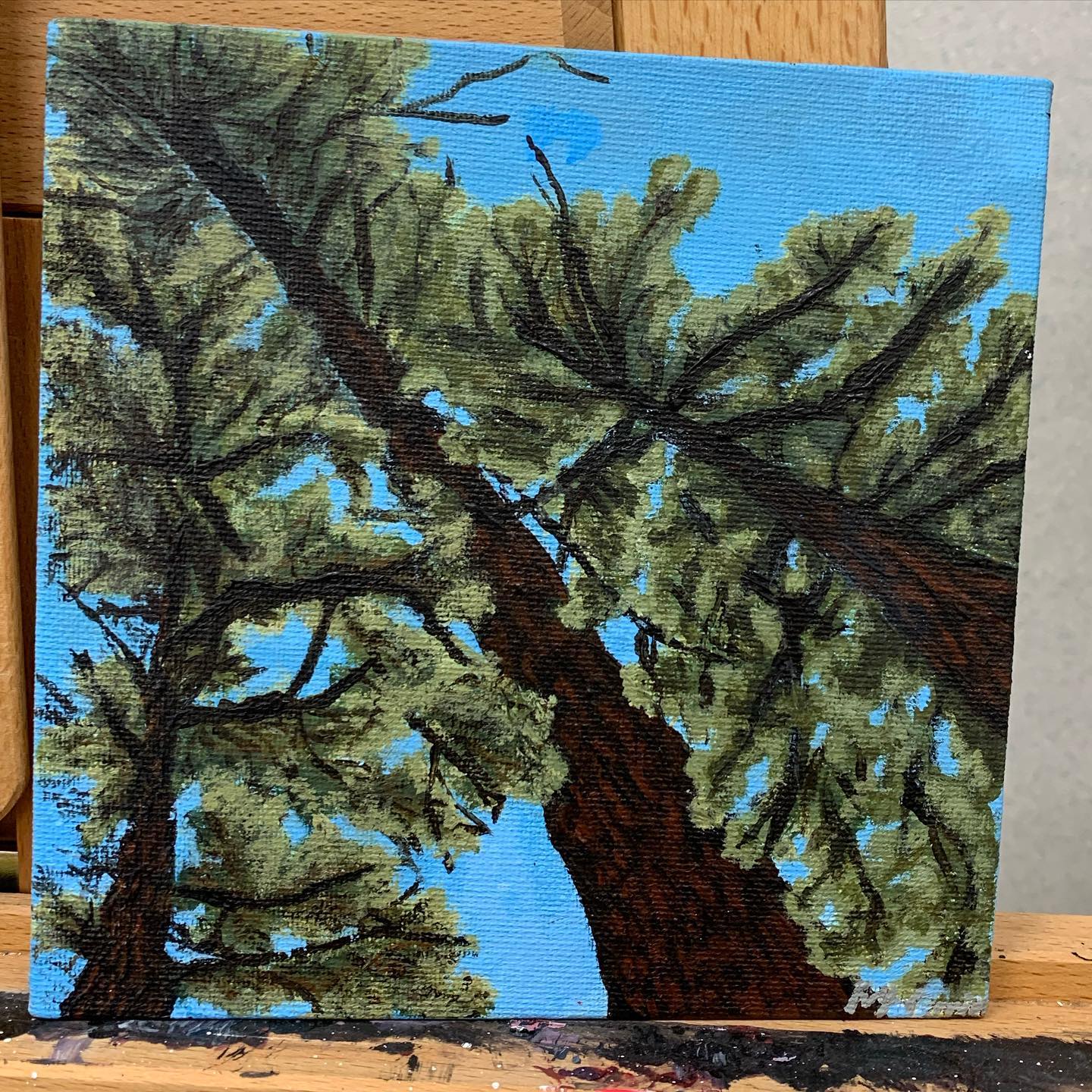 View upward into pine branches against a bright blue sky
